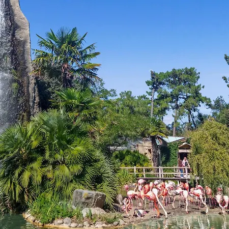 Pet Friendly In With Wifi